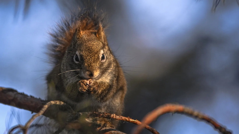 Squirrel, Edmonton, Alberta, Canada